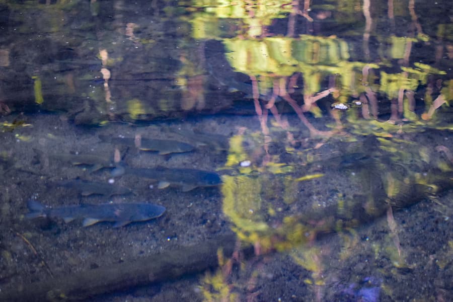 dsc_0035.jpg