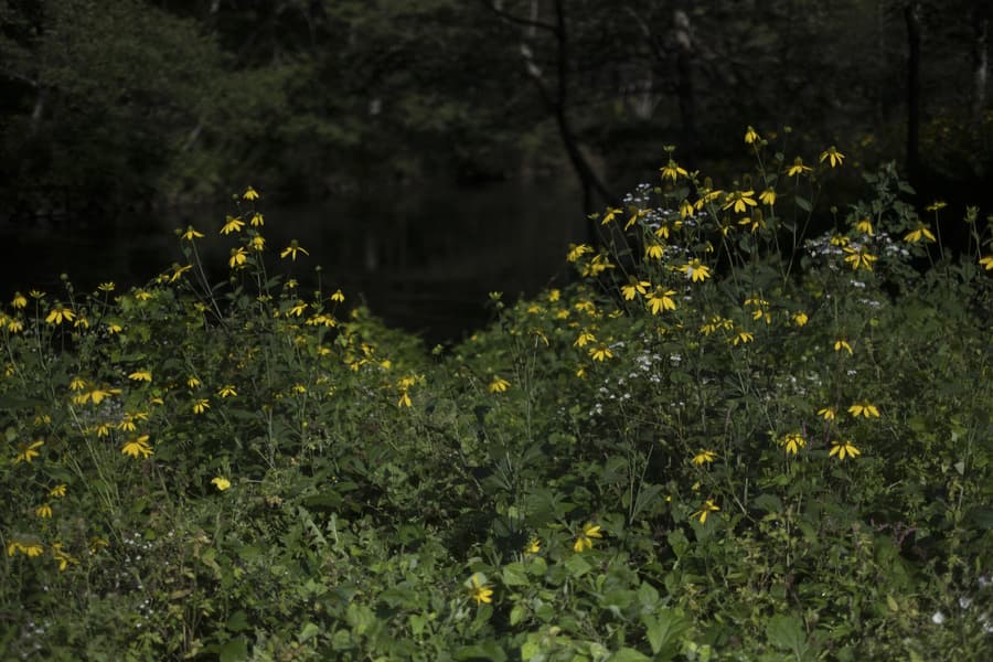 dscf2886.jpg