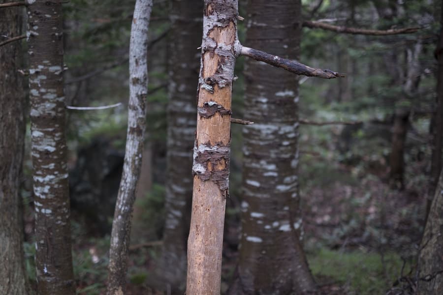 dscf3111.jpg