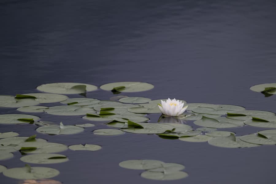 dsc_9966.jpg