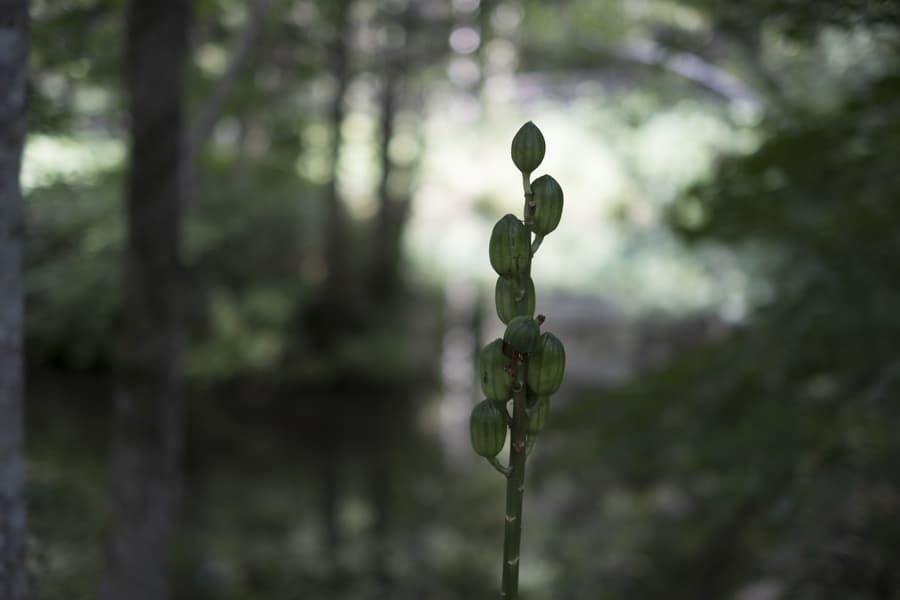 dscf3005.jpg