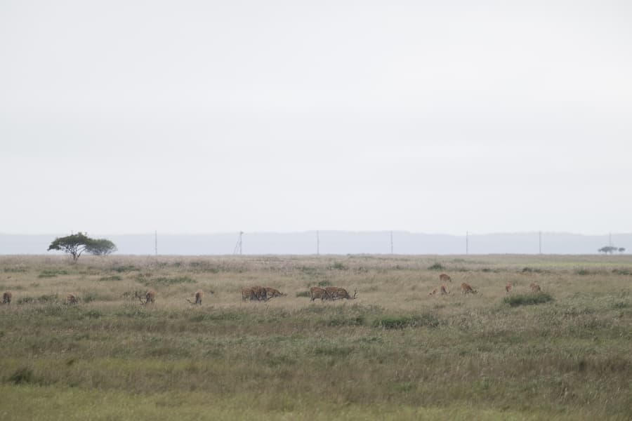 dsc_0001.jpg